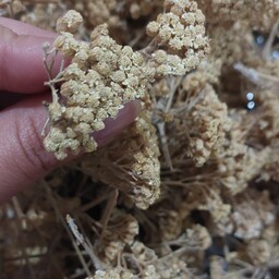 گیاه خشک بومادران برای دمنوش محصول عالی کوهستان دیلمان
