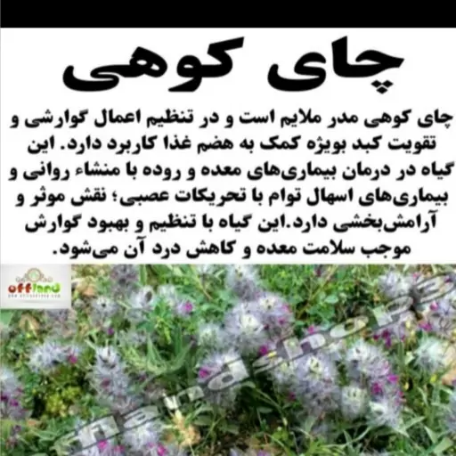 چای کوهی تازه و درجه 1 در بسته بندی کاملا بهداشتی