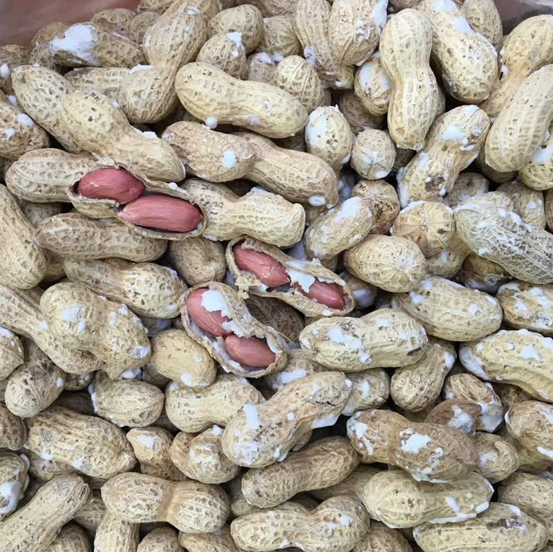بادام زمینی با پوست نمکی استانه 250گرم محصول شهر استانه برداشت شهریور1402