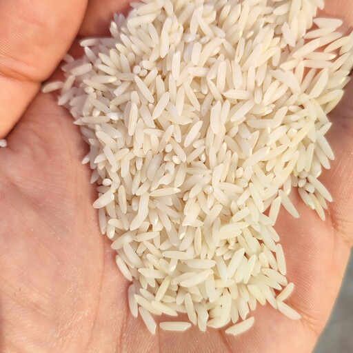 برنج   طارم محلی فریدونکنار امساله  تخفیف ویژه خرید سالیانه صد کیلویی