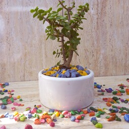 بنسای خرفه گلدان سرامیکی کوچک تزئین شده با سنگ رنگی 