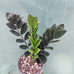 گل و گیاه آپارتمانی زامیفولیا بلک گلدان سطل سه ریشه پر و با کیفیت