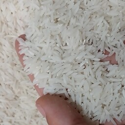 برنج فجر شاهدانه