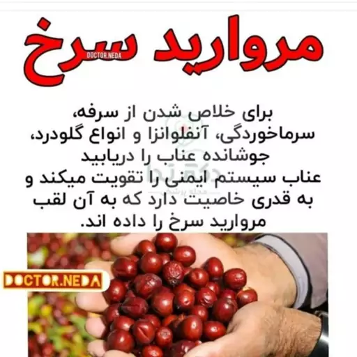 عناب  درشت 500گرم