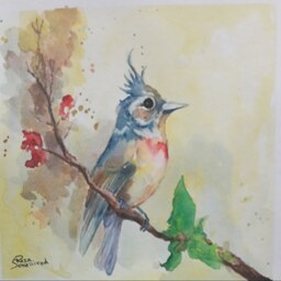 نقاشی آبرنگ پرنده