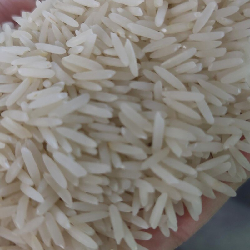 برنج شیرودی اعلا درجه یک (به شرط پخت)