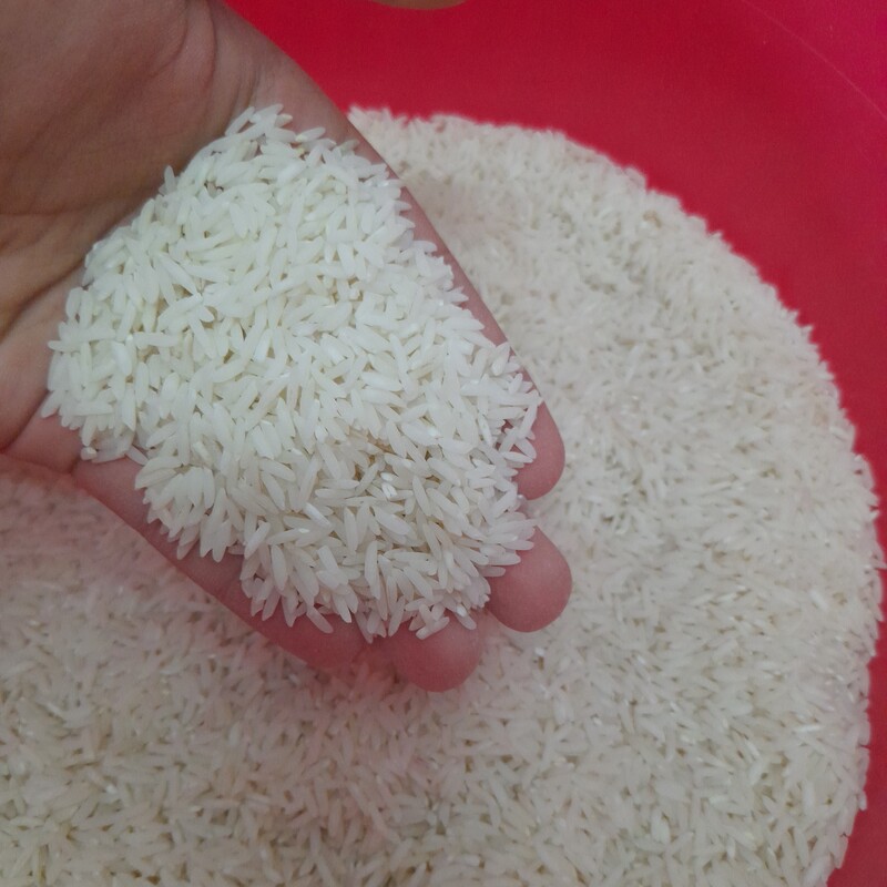 برنج طارم هاشمی مازندران خوش بو خالص در بسته های 8 کیلویی(کشت اول امسال) 
