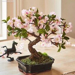 2 عدد بذر درختچه ساکورا ژاپنی Sakura