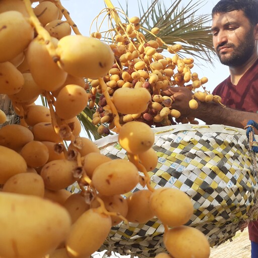 خرمای زاهدی 5000گرمی