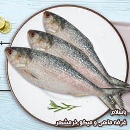 ماهی صبور تازه صید روز سایز متوسط(پک یک کیلویی)بسیار لذیذ  مناسب برای کباب کردن