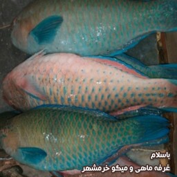 ماهی طوطی سایز متوسط تازه و صید روز (پک یک کیلویی)بسیار خوشمزه و لذیذ مناسب برای کباب کردن و سرخ کردن