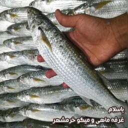 ماهی بیاح سایز متوسط تازه و صید روز (پک یک کیلویی)بسیار  خوشمزه و لذیذ مناسب برای کباب کردن و سرخ کردن
