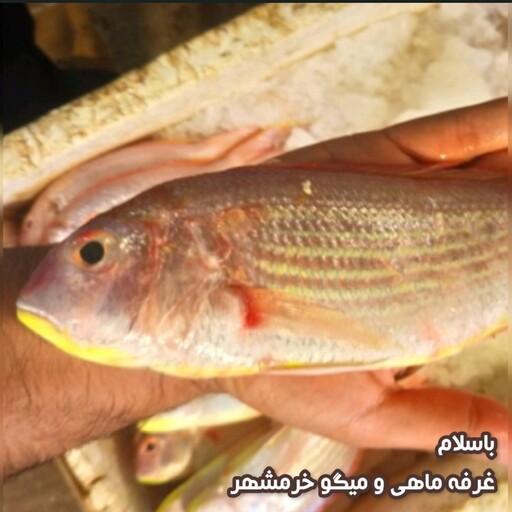 ماهی سرخو(سلطان)سایز متوسط تازه و صید روز (پک یک کیلویی)بسیار خوشمزه و لذیذ مناسب برای سرخ کردن