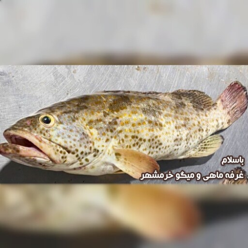ماهی هامور(پک یک کیلویی)مناسب برای سرخ کردن و استفاده در خورشت