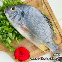 ماهی شانک سفید سایز بزرگ تازه و صید روز ( پک یک کیلویی)بسیار  خوشمزه و لذیذ مناسب برای سرخ کردن و خورشت