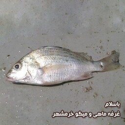 ماهی سنگسر تازه صید روز (پک یک کیلویی)بسیار لذیذ  مناسب برای سرخ کردن