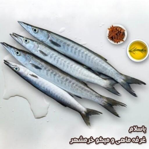 ماهی باراکودا (چنگو)سایز متوسط تازه و صید روز (پک یک کیلویی)بسیار خوشمزه و لذیذ مناسب برای خورشت و سرخ کردن