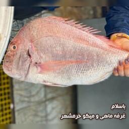 ماهی شانک صورتی (کخو) سایز متوسط تازه و صید روز (پک یک کیلویی)بسیار خوشمزه و لذیذ مناسب برای سرخ کردن و خورشت