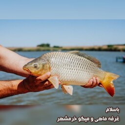 ماهی کپور سایز بزرگ تازه و صید روز (پک دو کیلویی)بسیار خوشمزه و لذیذ مناسب برای سرخ و کباب کردن