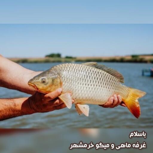 ماهی کپور سایز بزرگ تازه و صید روز (پک یک کیلویی)بسیار خوشمزه و لذیذ مناسب برای سرخ و کباب کردن