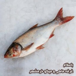 ماهی بیگ هد(کپور سرگنده) سایز بزرگ تازه و صید روز (پک یک کیلویی)بسیار  خوشمزه و لذیذ مناسب برای کباب کردن و سرخ کردن