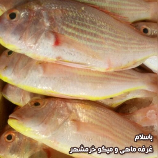 ماهی سرخو(سلطان)سایز متوسط تازه و صید روز (پک یک کیلویی)بسیار خوشمزه و لذیذ مناسب برای سرخ کردن