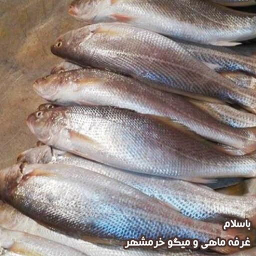 ماهی شوریده تازه صید روز (پک یک کیلویی)بسیار لذیذ  مناسب برای کباب کردن و سرخ کردن