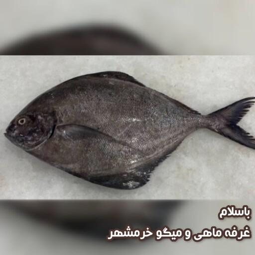 ماهی حلوا سیاه سایز متوسط تازه و صید روز (پک  یک کیلویی)بسیار خوشمزه و لذیذ مناسب برای سرخ کردن