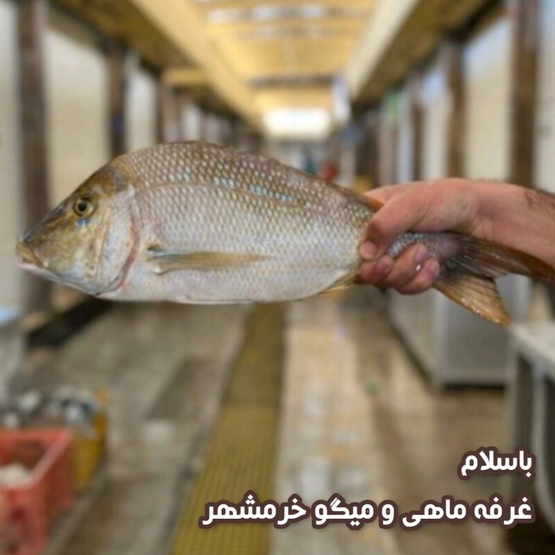 ماهی شعری سایز متوسط تازه و صید روز (پک یک کیلویی)بسیار خوشمزه و لذیذ مناسب برای کباب کردن و سرخ کردن