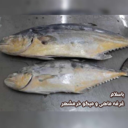 ماهی سارم سایز متوسط تازه و صید روز (پک یک کیلویی)بسیار خوشمزه و لذیذ مناسب برای کباب کردن و سرخ کردن و خورشت