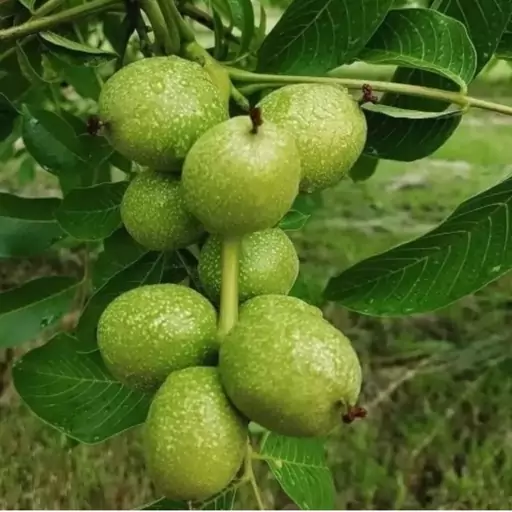 گردو آلتایی ترکیه موجود در مجموعه نهالستان ساقه طلا