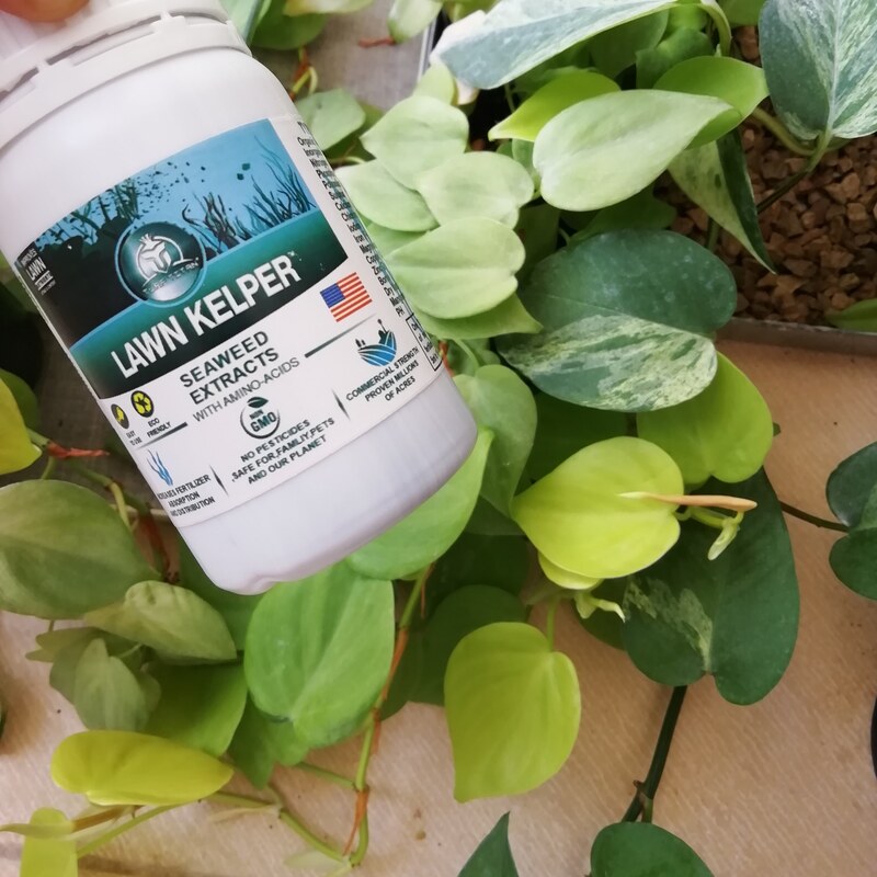 کود عصاره جلبک دریایی آمریکایی - دارای آمینو اسید و هورمون رشد - 125 سی سی