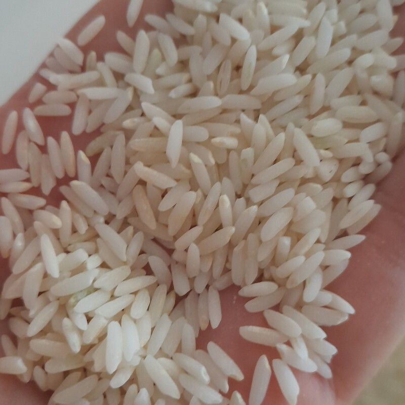 برنج هاشمی،