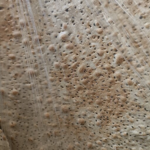 نان خشک سنتی کاشان استعلام قبل از ثبت 