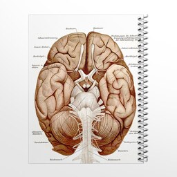 دفتر مشق 100 برگ مدل آناتومی مغز کد 1
