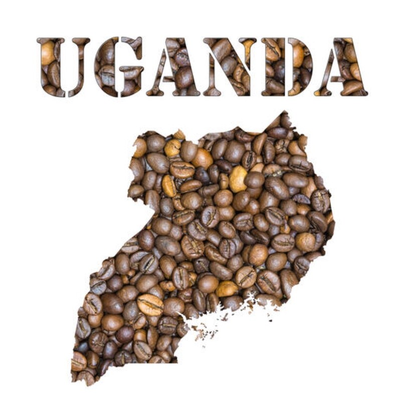 دان قهوه اوگاندا 100 درصد روبوستا ارسال رایگان Uganda coffee 