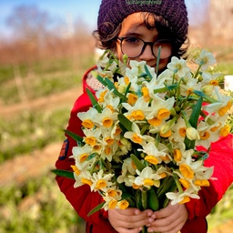 50 کیلو پیاز گل نرگس شیراز معطر از نرگسزار اشرف
