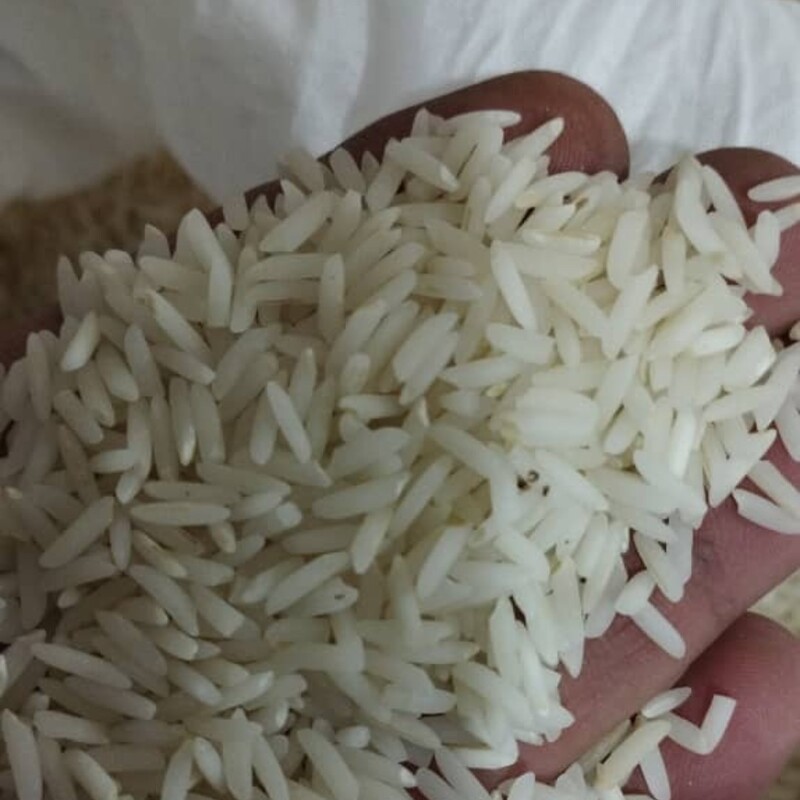 برنج هاشمی تازه محصول امسال دست کشاورز منطقه تالش الک خورده و سورتینگ شده