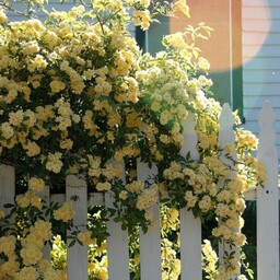 گل آبشار طلایی رونده سایز چند ساله 
