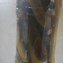 خیارشور قلمی تازه امسالی از باغات کوزه کنان در بطری یک و نیم کیلویی