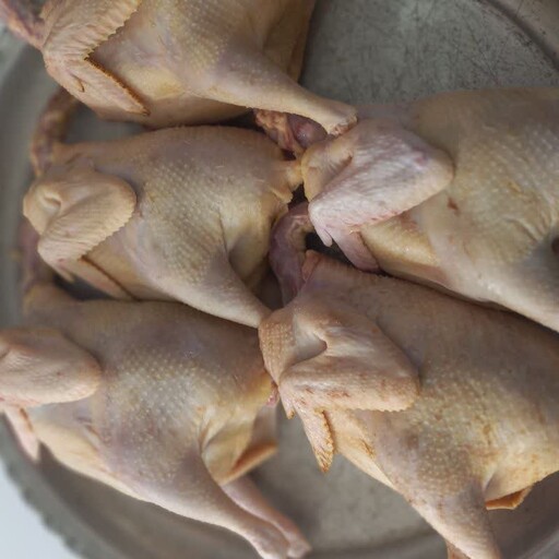 مرغ  محلی اصیل گوشتی . پاک شده یعنی با دستگاه پرهاش گرفته شده ( لطفا توضیحات مطالعه بفر مایید )(فروش مرغ 2تا به بالا ) 