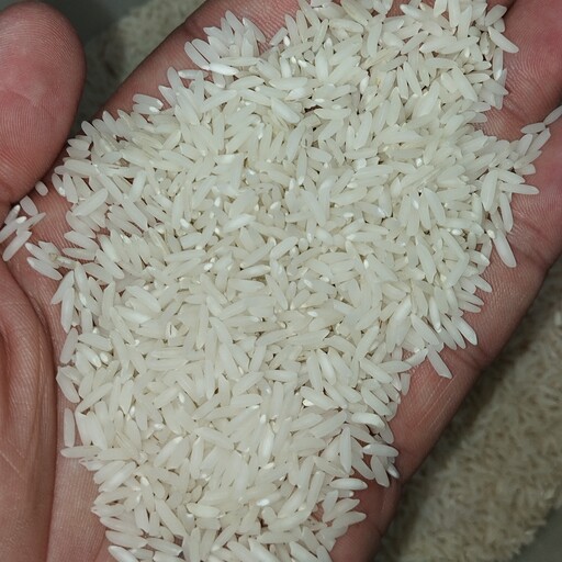 برنج طارم هاشمی اعلا مستقیم از درب کارخانه شالیکوبی 20 کیلویی