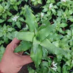 گل کریپتانتوس سبز گلدان 8  ارسال بصورت پس کرایه