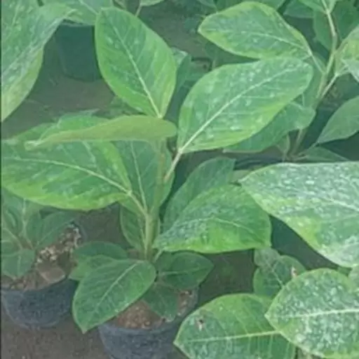 فیکوس آلتیسیما (Ficus altissima) فیکوس طلایی