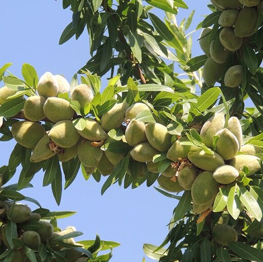 بادام سنگی 1 کیلویی درجه یک(ارسال رایگان اصفهان)