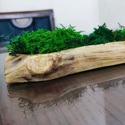 تندیس و اکسسوری بسیار زیبا از چوب انجیر وحشی روغن خورده و خزه جاودان با عمر بالا و طراوت