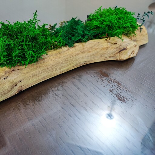 تندیس و اکسسوری بسیار زیبا از چوب انجیر وحشی روغن خورده و خزه جاودان با عمر بالا و طراوت