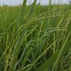 برنج و محصولات کشاورزی تیم بینج