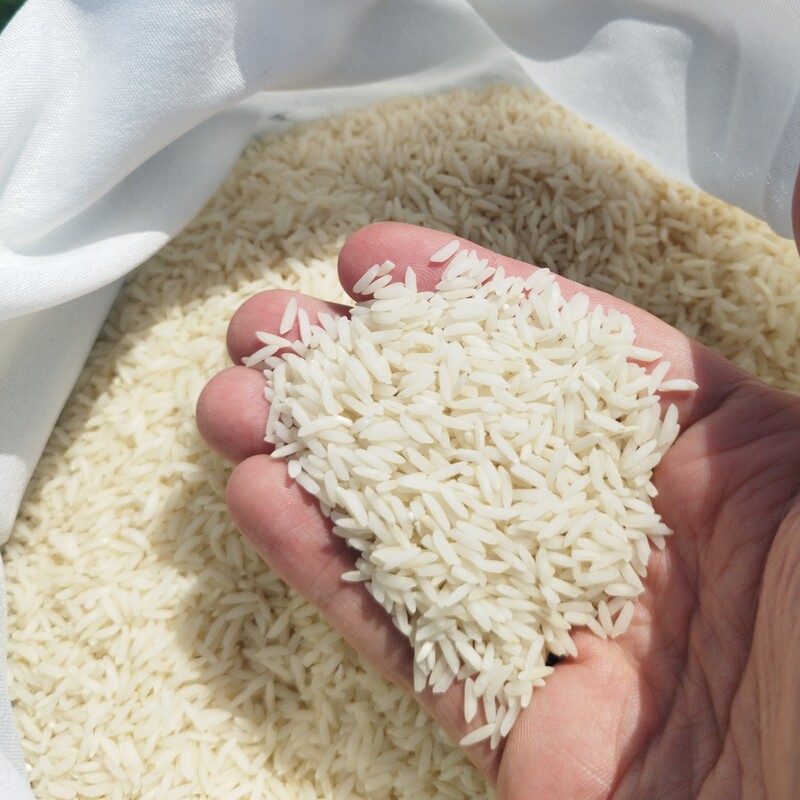 برنج طارم هاشمی درجه یک امساله -شالیزار شخصی-10 کیلوگرم
