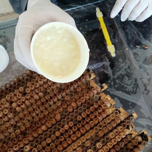ژل رویال 10 گرمی زنبور عسل شهنای برداشتی آوج قزوین(بدلیل محدودیت در ارسال،قبل از سفارش شهر محل زندگی خود را مشخص کنید)